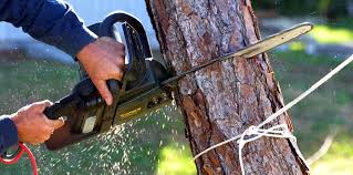 Best Lot and Land Clearing  in Darrington, WA