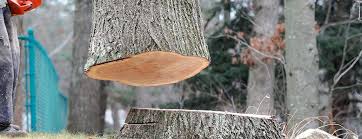 Best Tree Maintenance Programs  in Darrington, WA