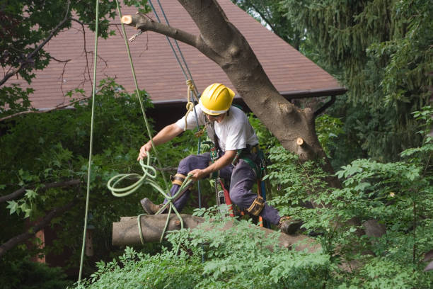 Best Tree Cabling and Bracing  in Darrington, WA