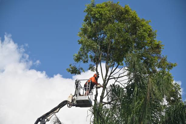 Best Firewood Processing and Delivery  in Darrington, WA