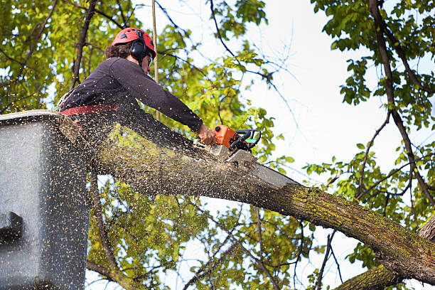 Best Commercial Tree Services  in Darrington, WA