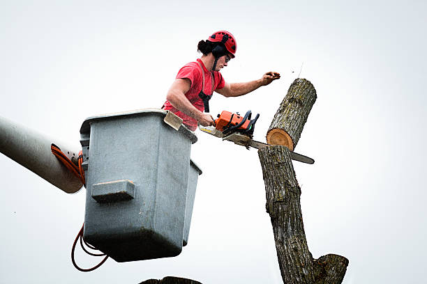 Best Tree Trimming and Pruning  in Darrington, WA