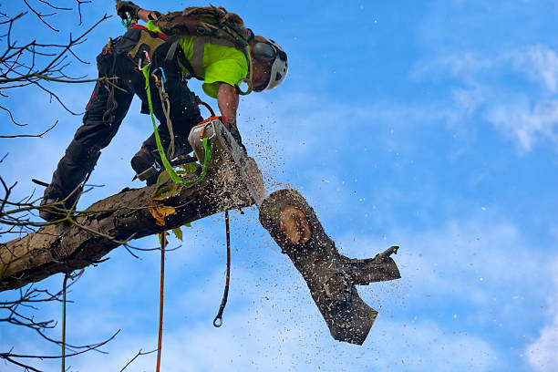 Best Leaf Removal  in Darrington, WA