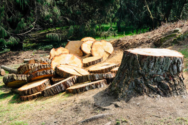 Reliable Darrington, WA Tree Care Solutions